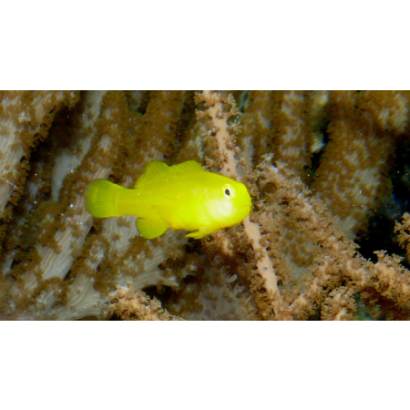 Gobiodon okinawae