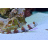 Amblyeleotris latifasciata