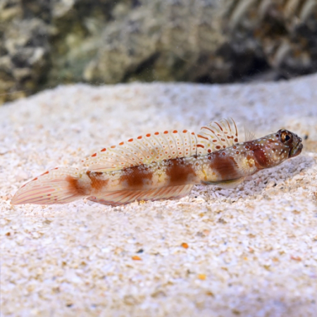 Amblyeleotris latifasciata