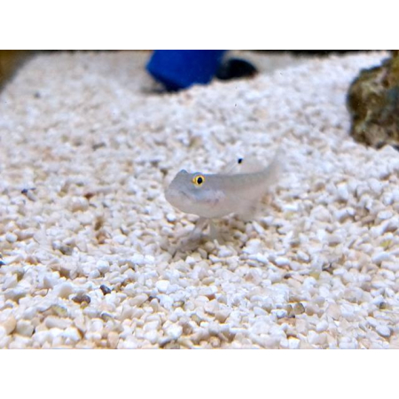 Valenciennea sexguttata