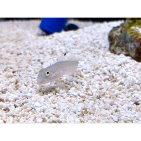 Valenciennea sexguttata
