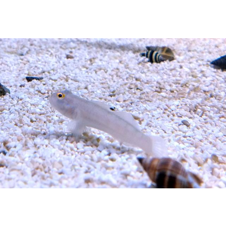 Valenciennea sexguttata