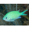 CHROMIS VIRIDIS