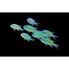 CHROMIS VIRIDIS