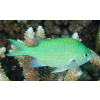 CHROMIS VIRIDIS