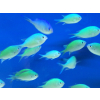 CHROMIS VIRIDIS