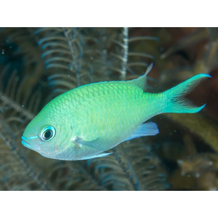 CHROMIS VIRIDIS