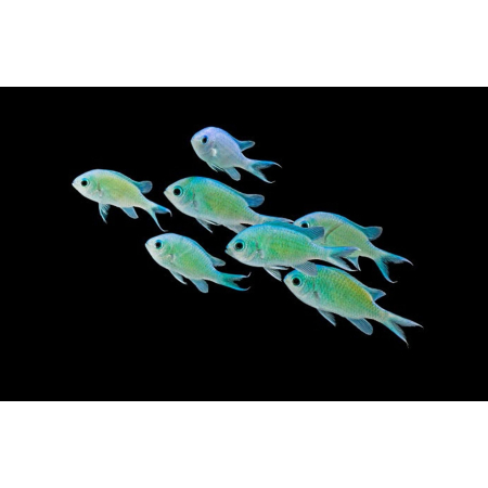 CHROMIS VIRIDIS