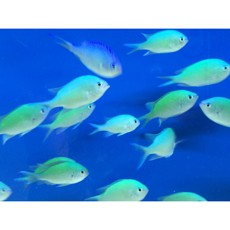 CHROMIS VIRIDIS