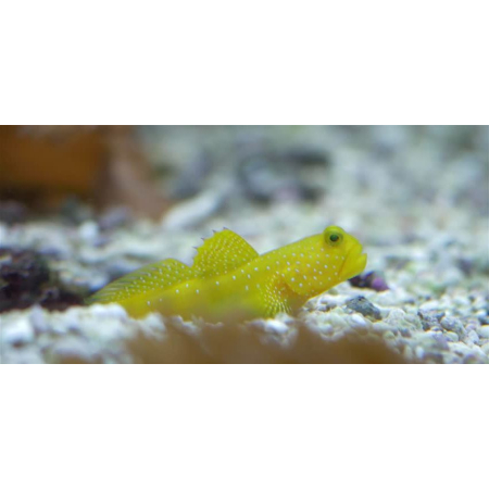 CRYPTOCENTRUS CINCTUS