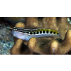 ECSENAUS LINEATUS