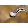 ECSENAUS LINEATUS