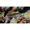 ECSENAUS LINEATUS