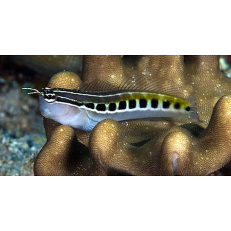 ECSENAUS LINEATUS