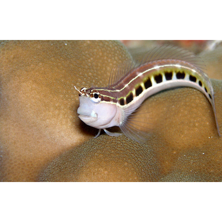 ECSENAUS LINEATUS