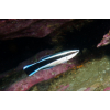 LABROIDES DIMIDIATUS - Doktorek, sanitarnik
