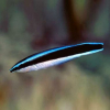 LABROIDES DIMIDIATUS - Doktorek, sanitarnik