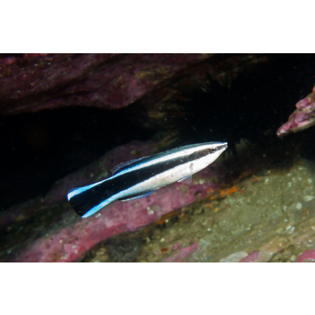 LABROIDES DIMIDIATUS - Doktorek, sanitarnik