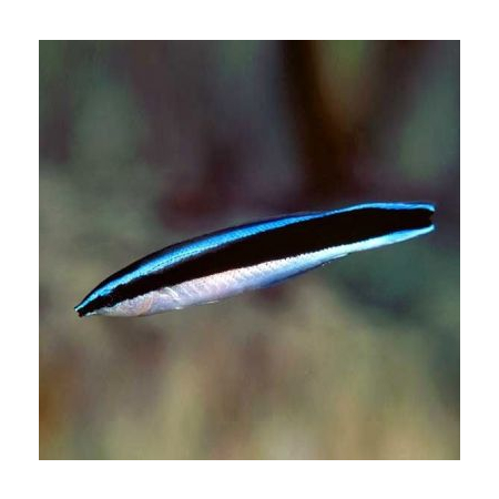LABROIDES DIMIDIATUS - Doktorek, sanitarnik