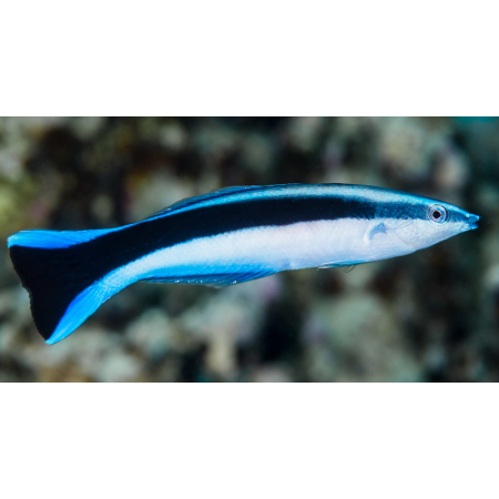 LABROIDES DIMIDIATUS - Doktorek, sanitarnik