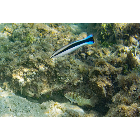 LABROIDES DIMIDIATUS - Doktorek, sanitarnik