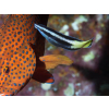 Labroides bicolor