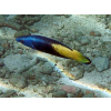 Labroides bicolor