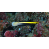 Labroides bicolor