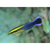 Labroides bicolor