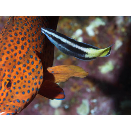 Labroides bicolor