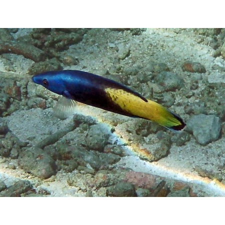 Labroides bicolor