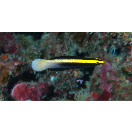 Labroides bicolor