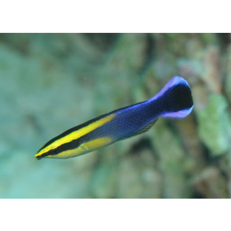 Labroides bicolor