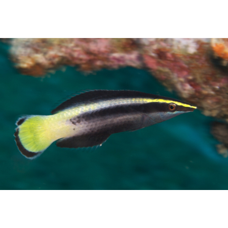 Labroides bicolor