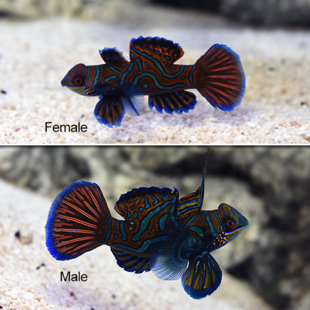 SYNCHIROPUS SPLENDIDUS  Mandaryn Wspaniały