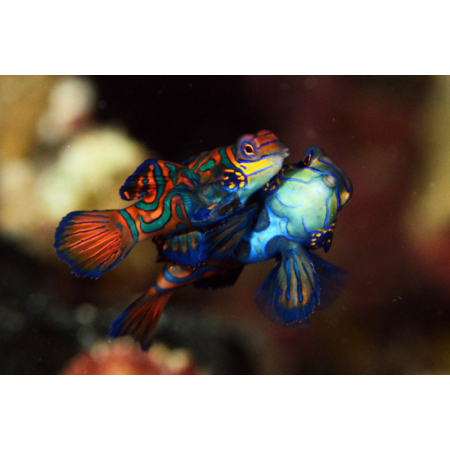 SYNCHIROPUS SPLENDIDUS  Mandaryn Wspaniały