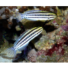 Meiacanthus grammistes