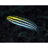 Meiacanthus grammistes