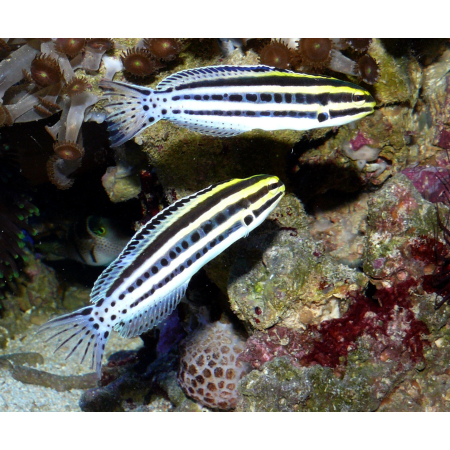 Meiacanthus grammistes
