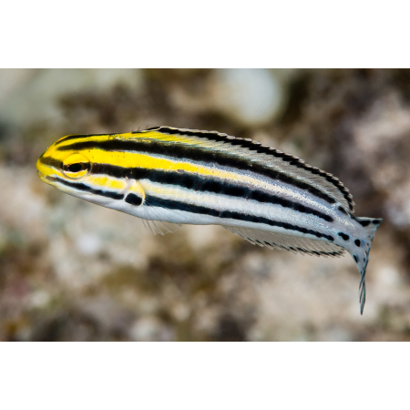 Meiacanthus grammistes