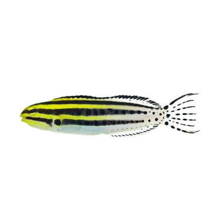 Meiacanthus grammistes