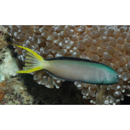 Meiacanthus mossambicus
