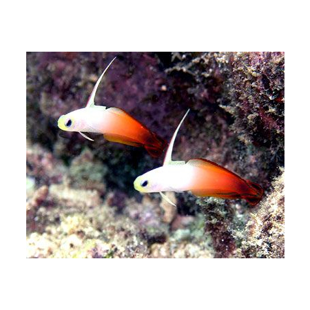 NEMATELEOTRIS MAGNIFICA