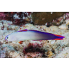Nemateleotris decora