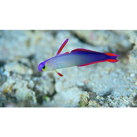 Nemateleotris decora
