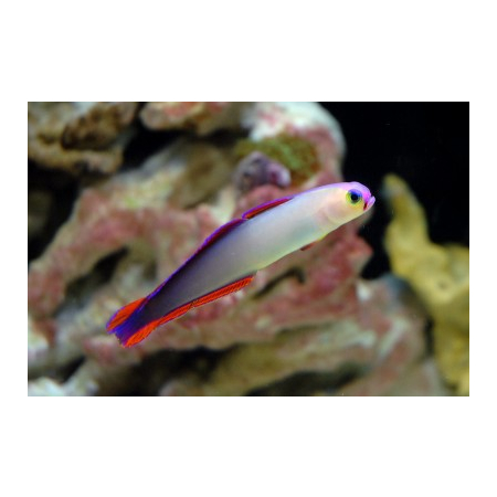 Nemateleotris decora