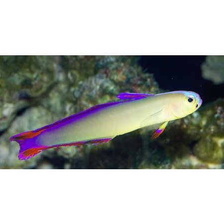 Nemateleotris decora