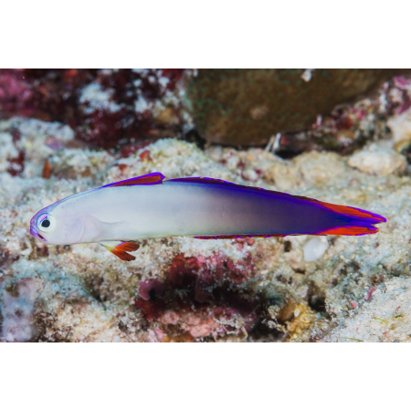 Nemateleotris decora