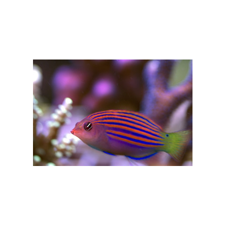 PSEUDOCHEILINUS HEXATAENIA