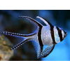 PTERAPOGON KAUDERNI - Apogon kardynał